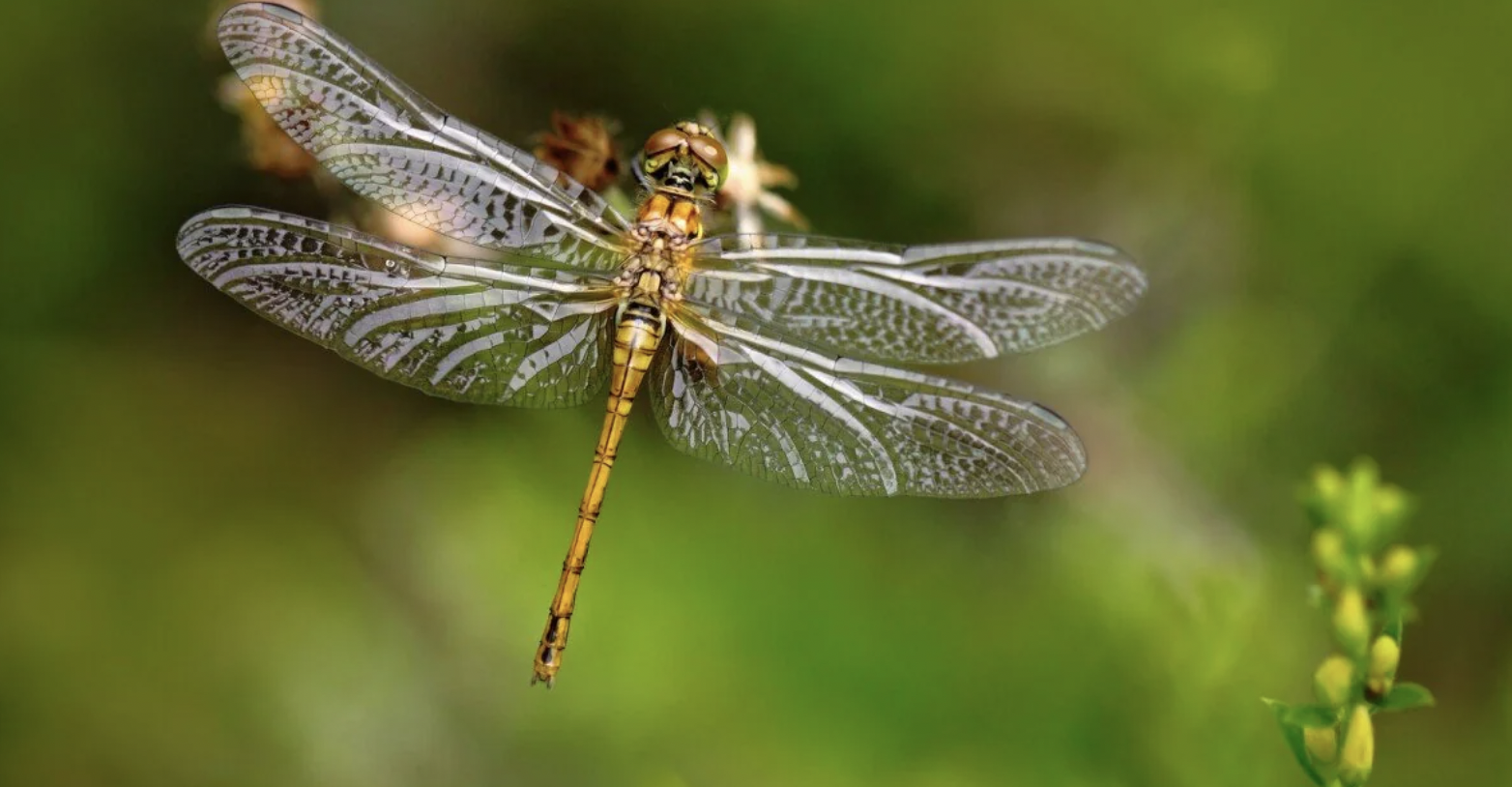 dragonfly with wings